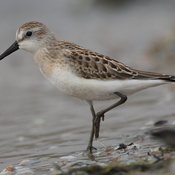Semipalmated Sandpiper